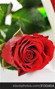 beautiful red rose isolated close up