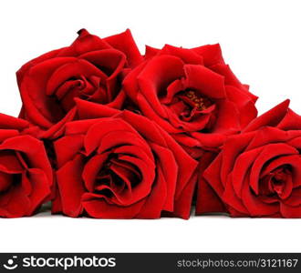 Beautiful red rose isolated on a white background