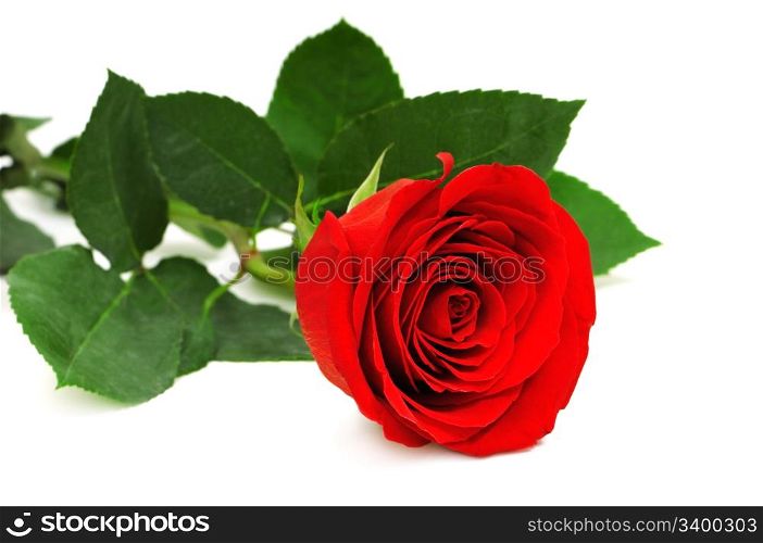 Beautiful red rose isolated on a white background