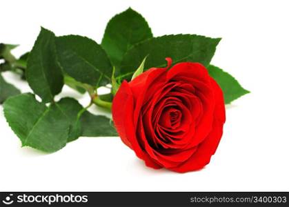 Beautiful red rose isolated on a white background
