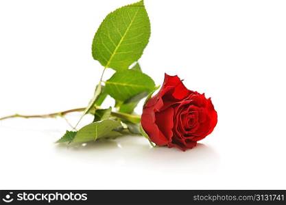 Beautiful red rose isolated on white background