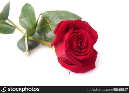 Beautiful red rose isolated on white background