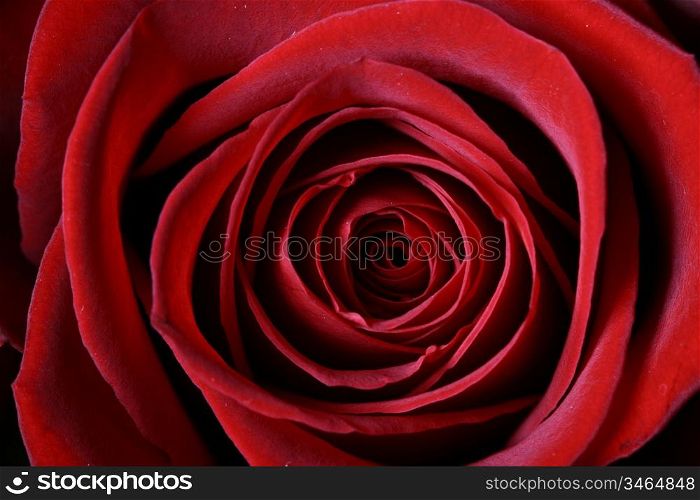 beautiful red rose macro closeup