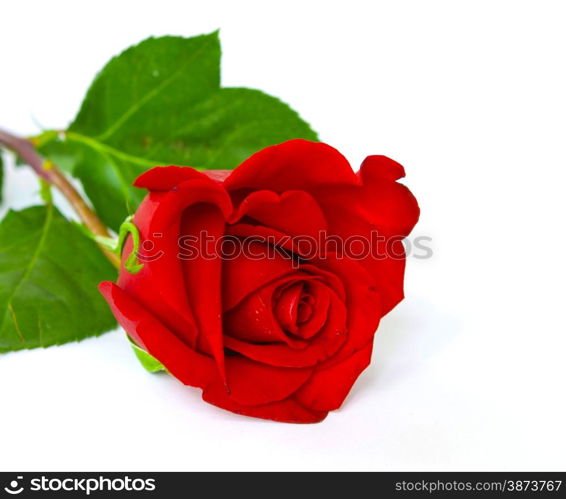 beautiful red rose on a white background