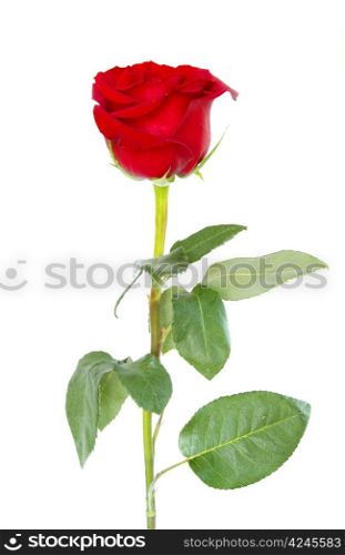 beautiful red rose on a white background