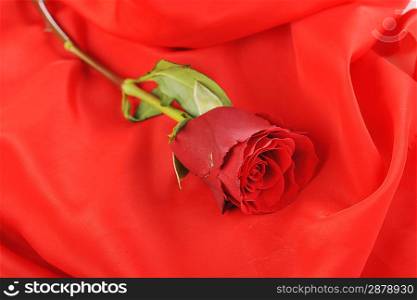 beautiful red rose on red close up