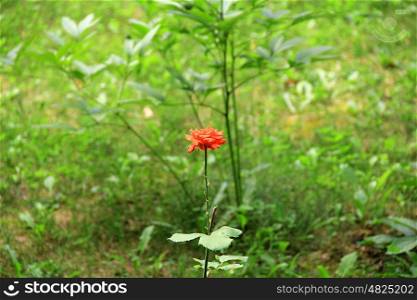 Beautiful red rose on the green background