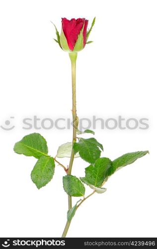 Beautiful red rose on white background.