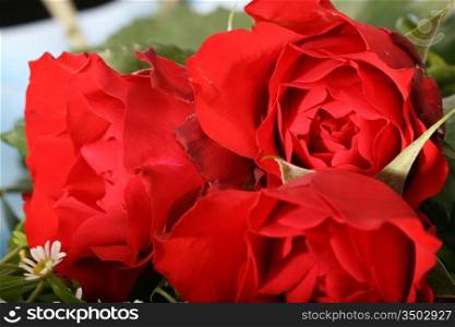 beautiful red rose spring flower close-up