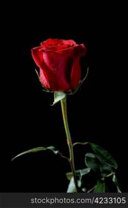 beautiful red rose with dew drops on a black background