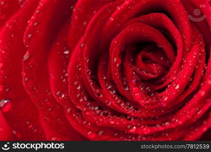 beautiful red rose with water droplets