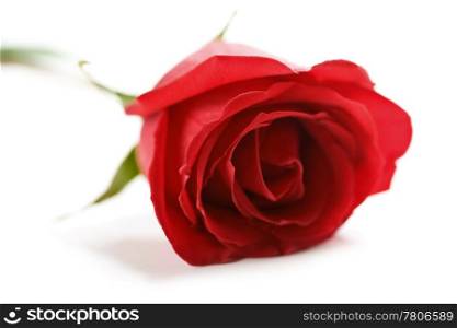 beautiful red rose with water droplets isolated (shallow DOF)