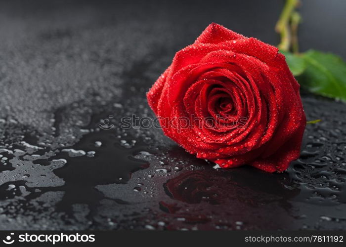 beautiful red rose with water droplets over black background