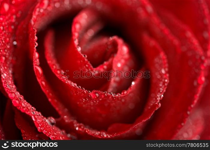 beautiful red rose with water droplets (shallow DOF)