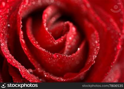 beautiful red rose with water droplets (shallow DOF)