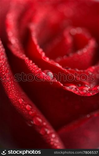 beautiful red rose with water droplets (shallow focus)