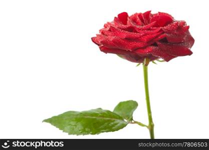 beautiful red rose with water drops isolated