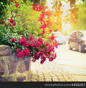 beautiful red roses bush in sunlight on city ??street background
