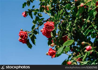 Beautiful Red Roses Garden In Summer