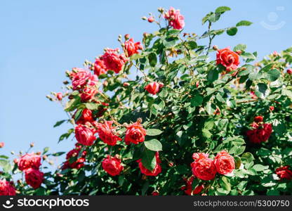 Beautiful Red Roses Garden In Summer