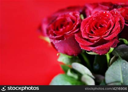 beautiful red roses on red background