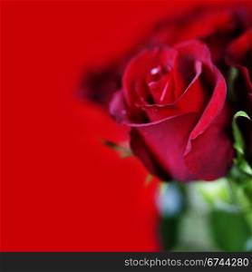 beautiful red roses on red background