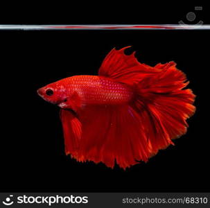 beautiful red siamese fighting fish on black background