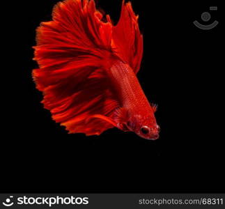 beautiful red siamese fighting fish on black background