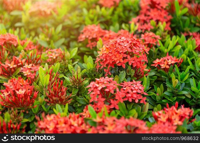 Beautiful Red spike flower,King Ixora blooming (Ixora chinensis) and green leaves. spike flower in the garden with natural background.