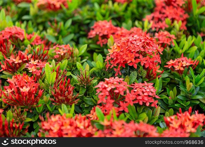 Beautiful Red spike flower,King Ixora blooming (Ixora chinensis) and green leaves. spike flower in the garden with natural background.