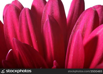 beautiful red spring flower close-up