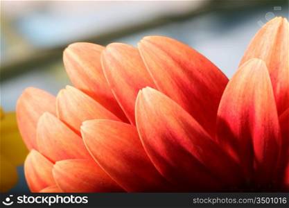 beautiful red spring flower close-up