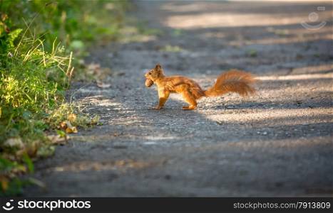 Beautiful red squirrel running on road and carrying nut