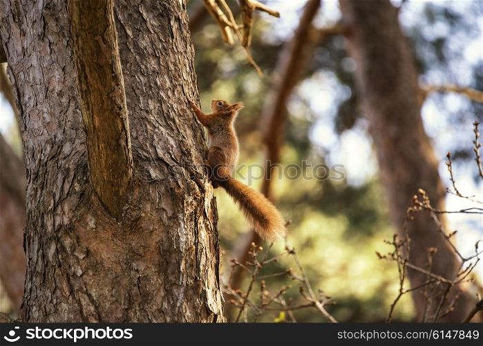 Beautiful red squirrel sciurus vulgaris climbing tree