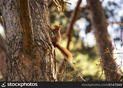 Beautiful red squirrel sciurus vulgaris climbing tree