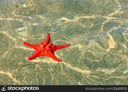 Beautiful red starfish in wavy shallow water
