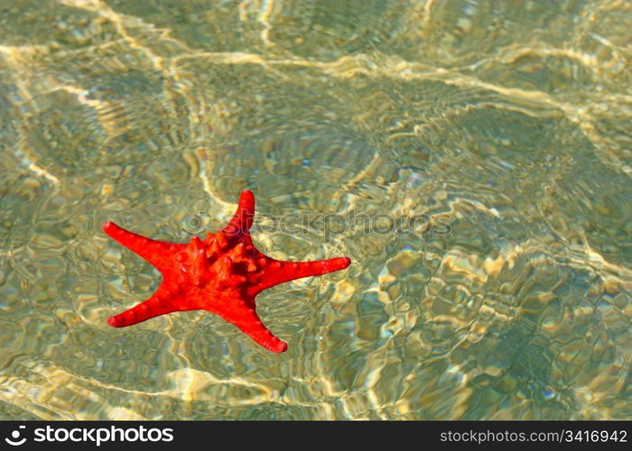 Beautiful red starfish in wavy shallow water