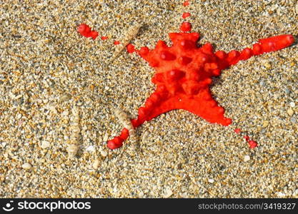 Beautiful red starfish in wavy shallow water