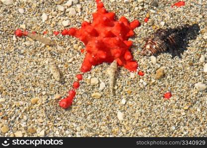 Beautiful red starfish with black shell on the sea bottom in the sand