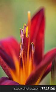 Beautiful red Summer lily flower
