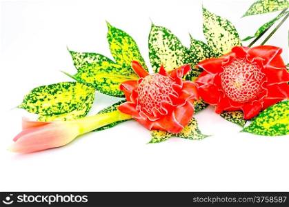 Beautiful red Torch Ginger (Etlingera elatior) isolated on a white background with the green leaves