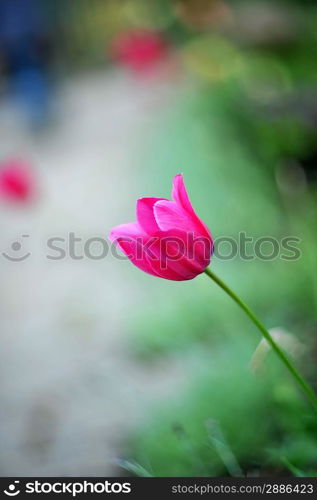 Beautiful red tulip and greens