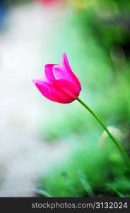 Beautiful red tulip and greens