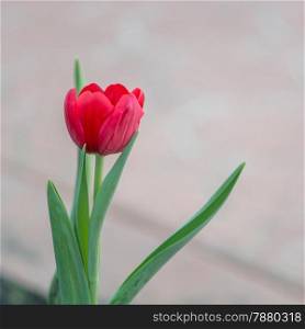 Beautiful red tulip flower on a grey background