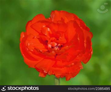Beautiful red tulip on green background. Red double peony tulip.. Beautiful red tulip