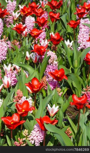 Beautiful red tulips and pink hyacinths (closeup) in the spring time. Nature background.