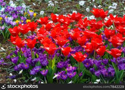 Beautiful red tulips and purple crocuses (closeup) in the spring time.