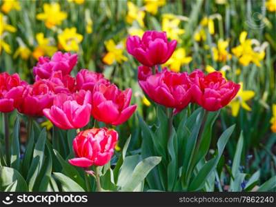 Beautiful red tulips and yellow narcissus (nature spring background).