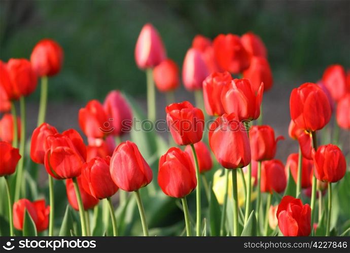 beautiful red tulips close up