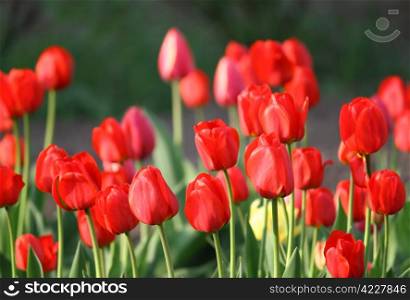 beautiful red tulips close up